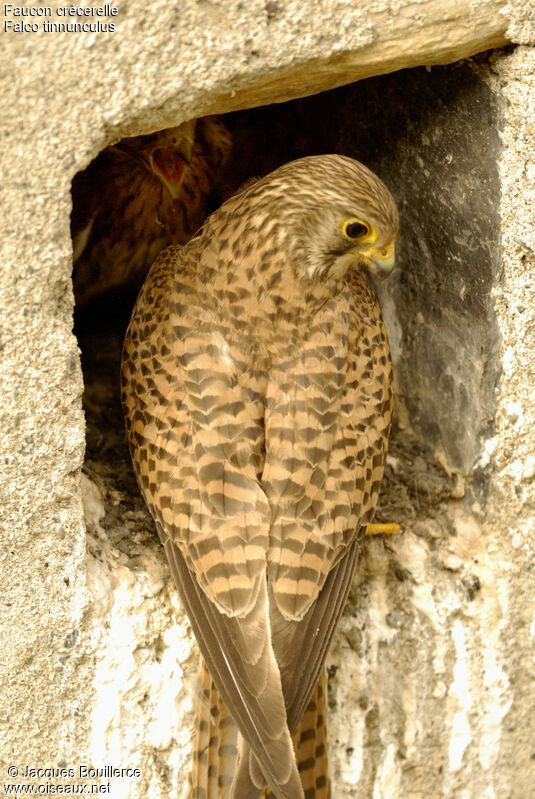 Faucon crécerelle