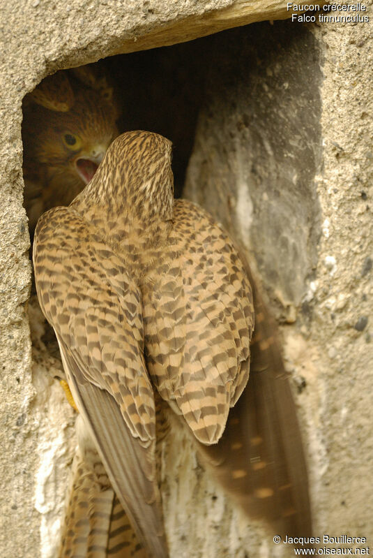 Common Kestrel