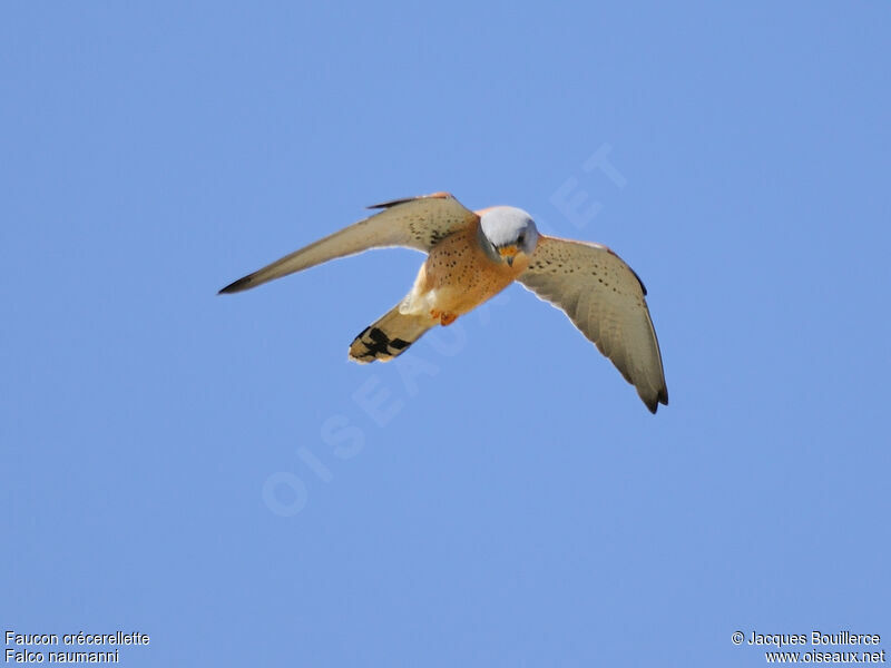 Lesser Kestrel male adult