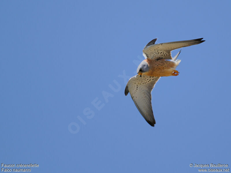 Lesser Kestrel male adult