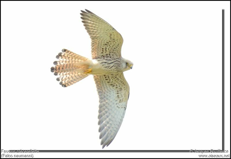 Lesser Kestrel female adult