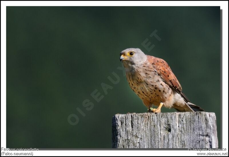 Lesser Kestrel male adult