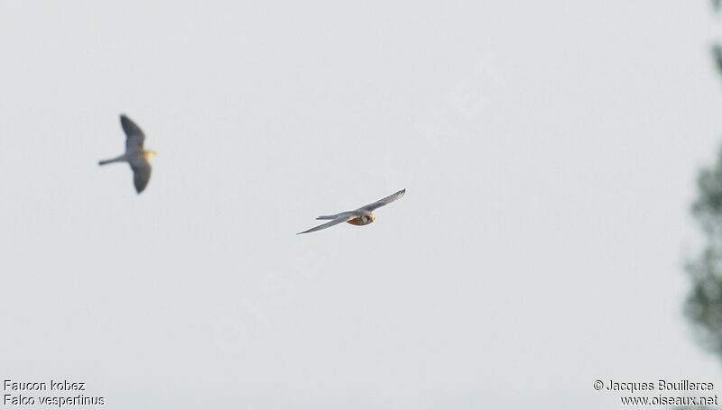 Red-footed Falcon