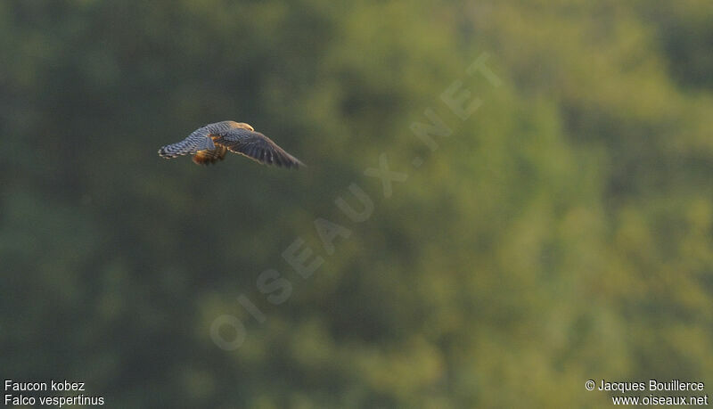 Red-footed Falcon