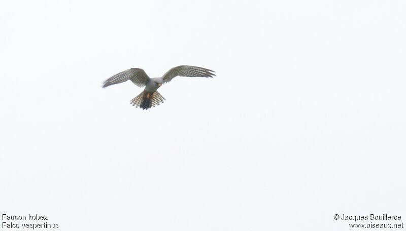 Red-footed Falcon male