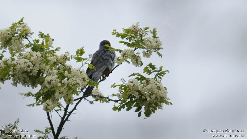 Red-footed Falcon male adult