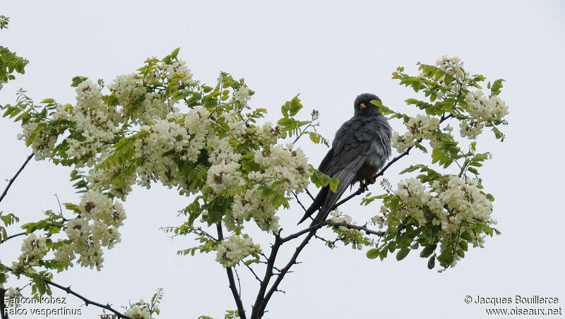 Red-footed Falcon male adult