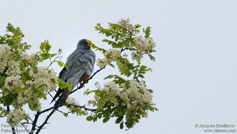 Red-footed Falcon male adult