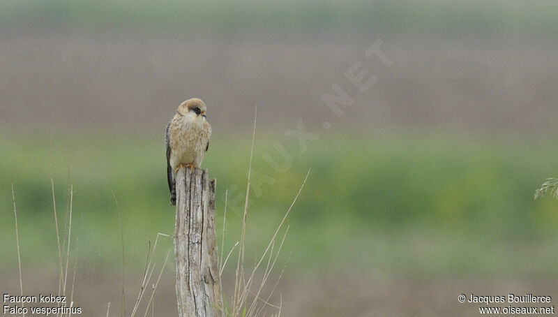 Red-footed Falcon female adult