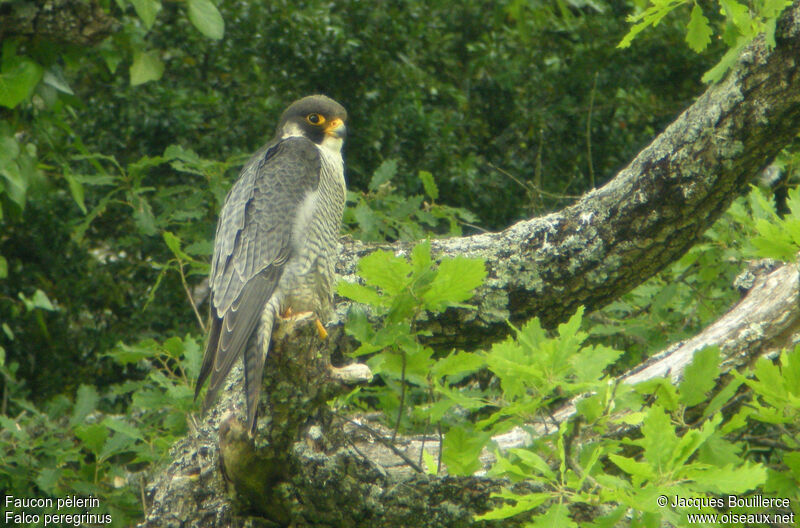 Peregrine Falcon male adult