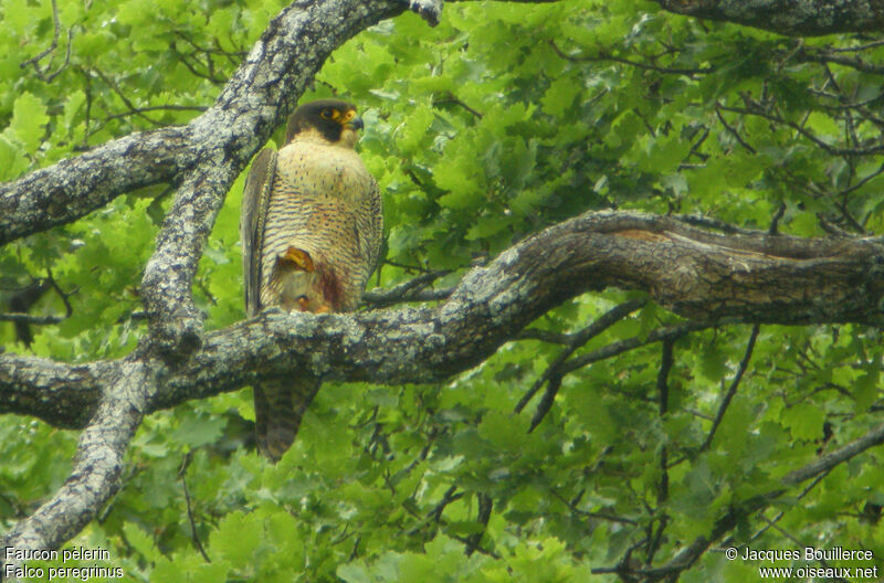 Peregrine Falcon female adult