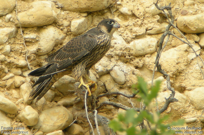 Faucon pèlerin1ère année, identification