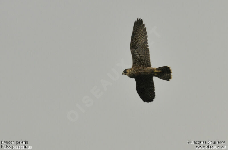 Peregrine FalconFirst year