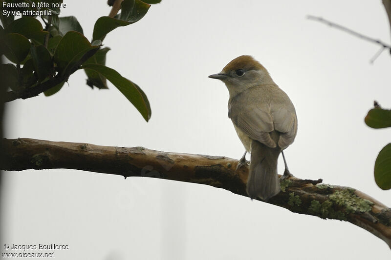 Eurasian Blackcap female