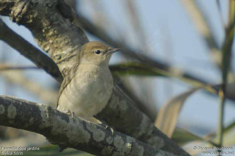 Garden Warbler