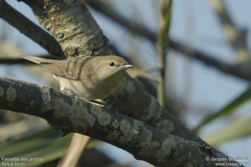 Garden Warbler