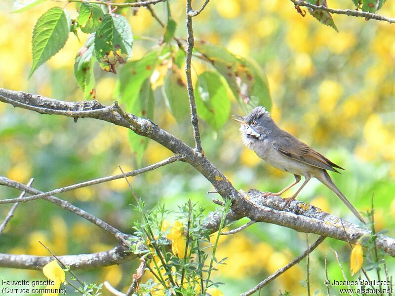 Common Whitethroat