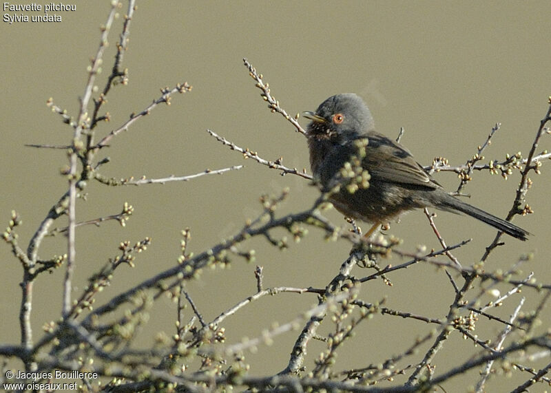 Dartford Warbler