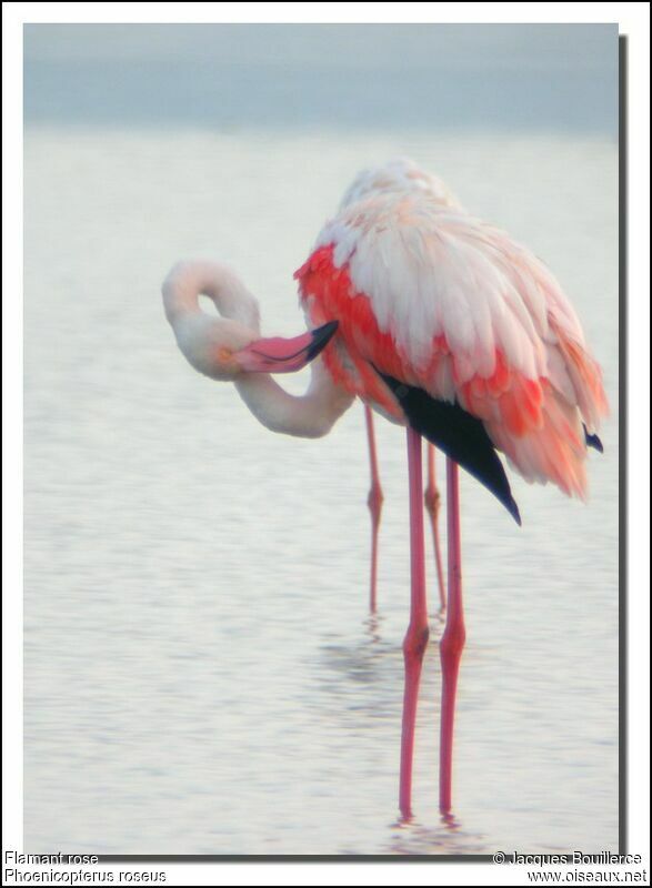 Greater Flamingo