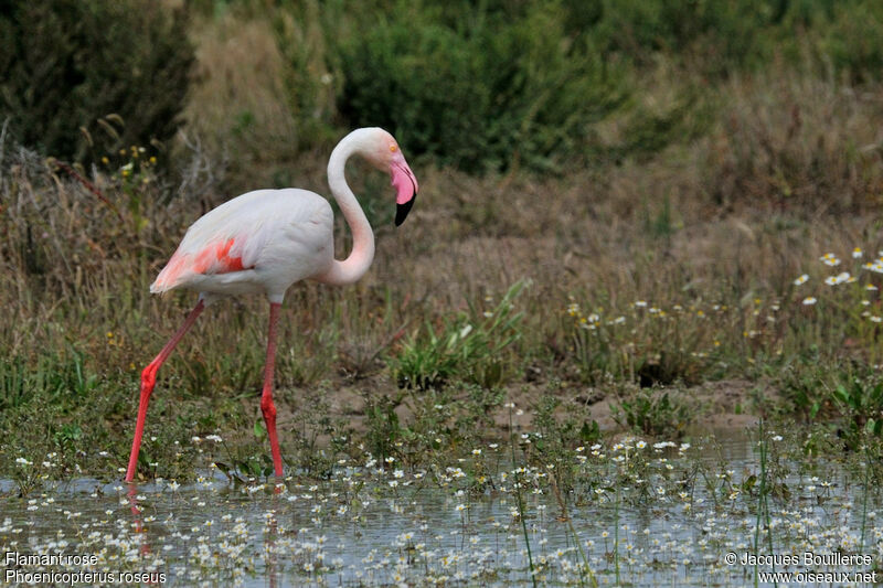 Greater Flamingoadult