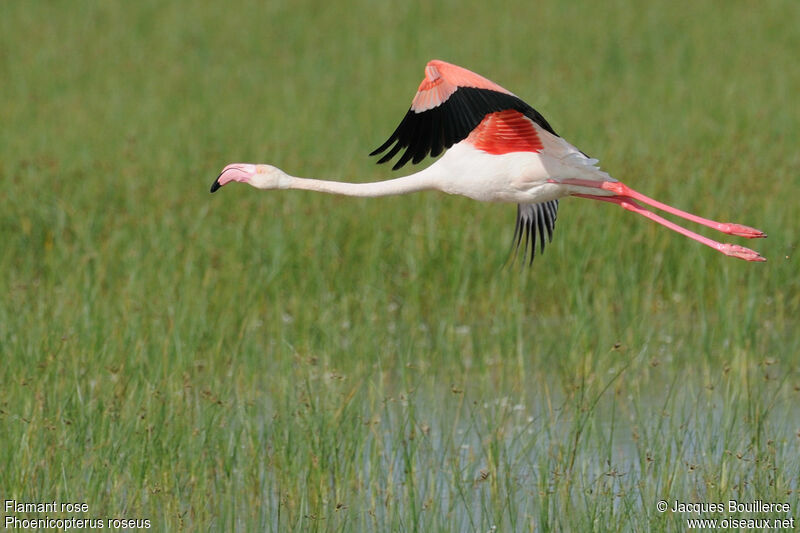 Greater Flamingoadult