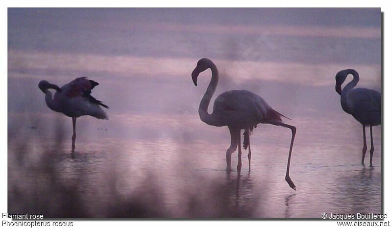 Flamant rose