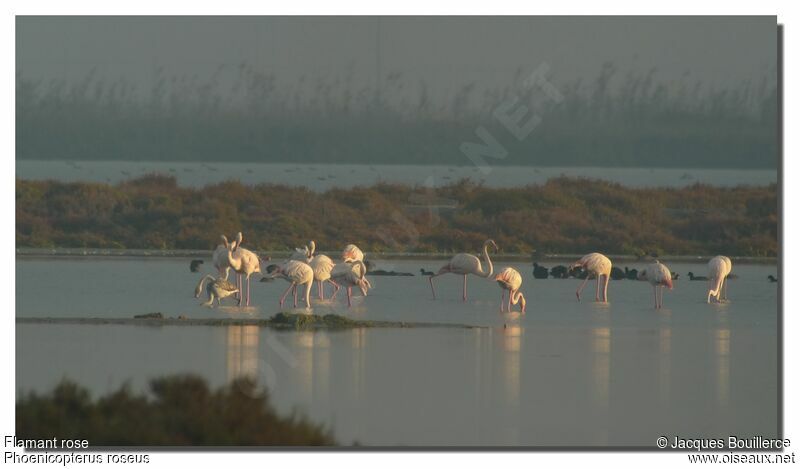 Flamant rose