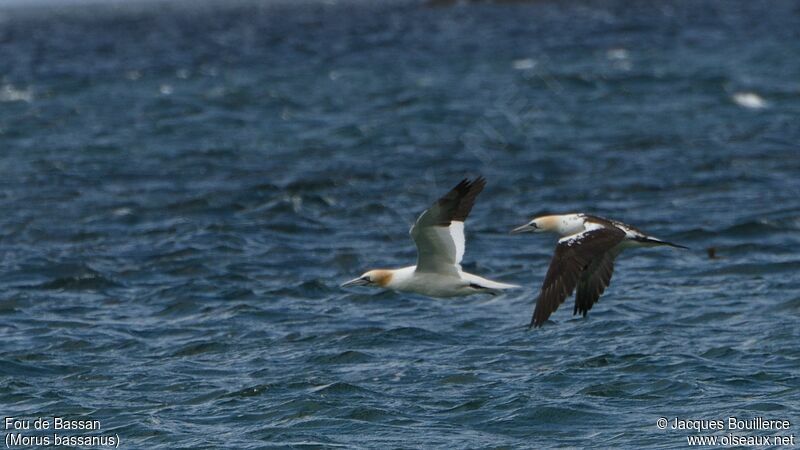 Northern Gannet