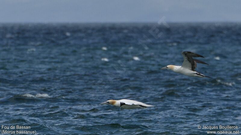 Northern Gannet