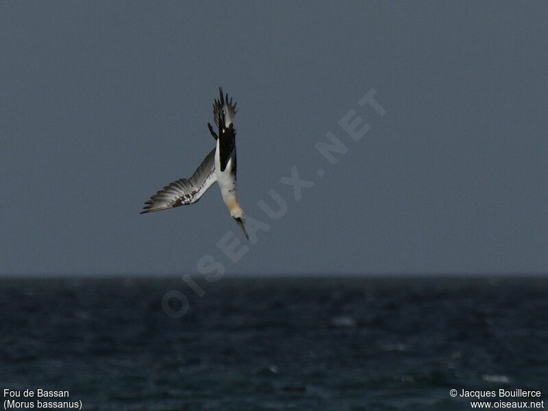 Northern Gannet