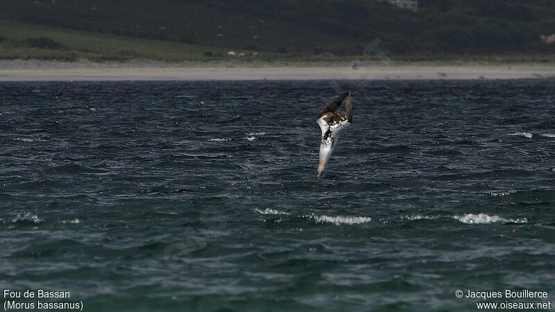 Northern Gannet