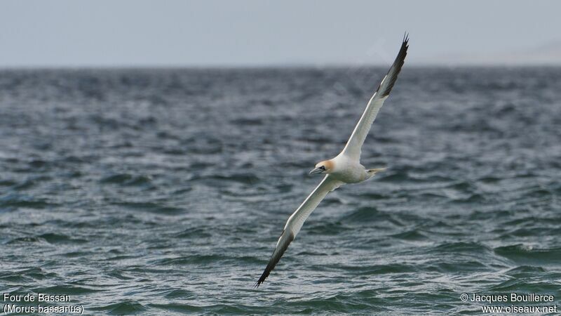 Northern Gannet