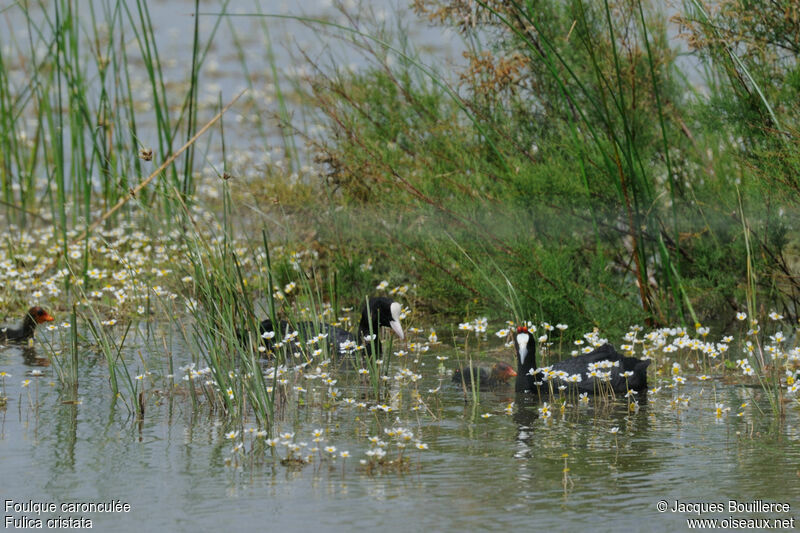 Red-knobbed Coot adult, Reproduction-nesting