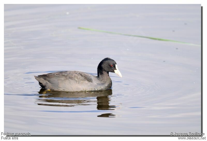 Eurasian Coot