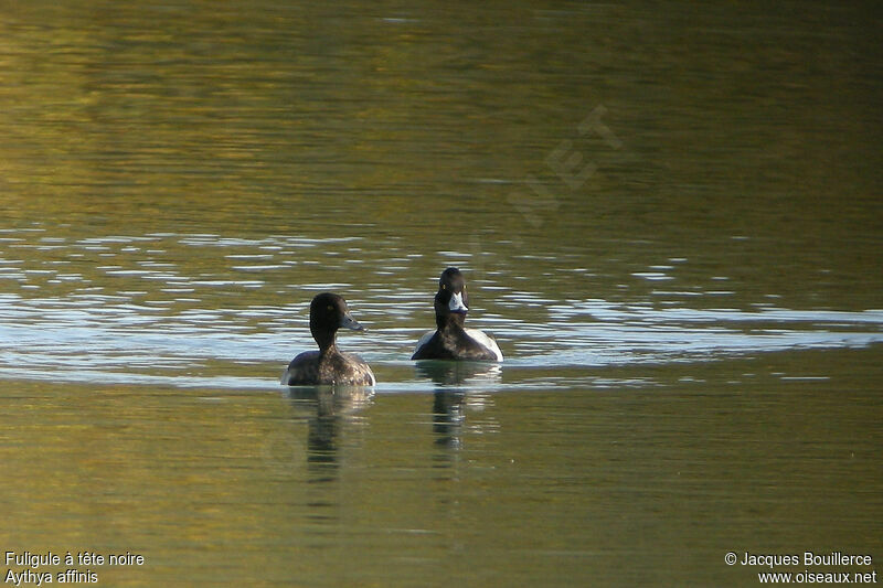 Lesser Scaup