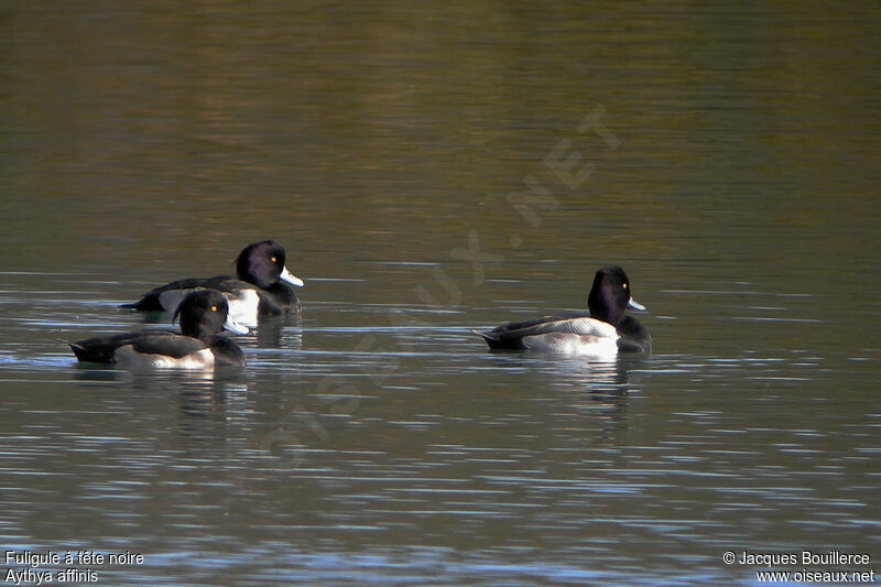 Lesser Scaup