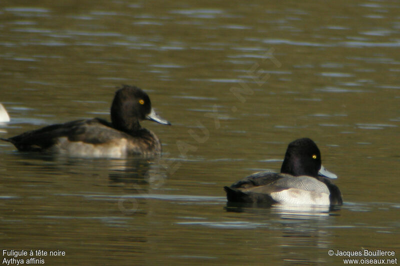 Lesser Scaup