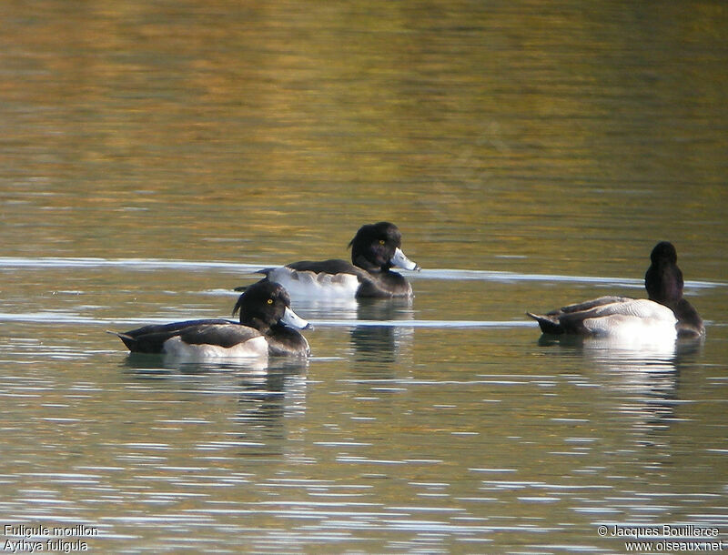 Tufted Duck