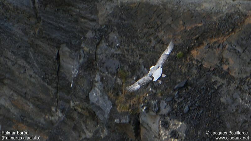 Northern Fulmar