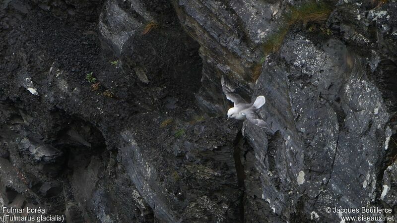 Fulmar boréal