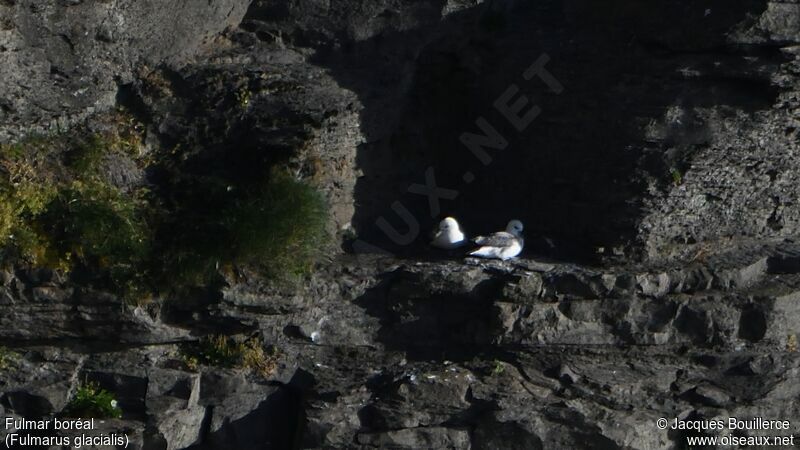 Fulmar boréal