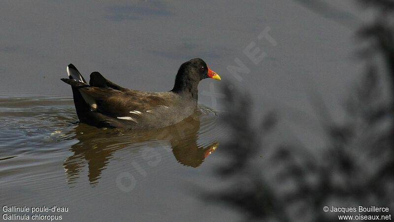 Common Moorhen