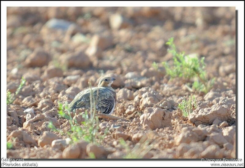 Pin-tailed Sandgrouse