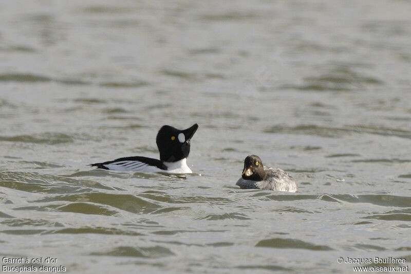 Common Goldeneye adult, Behaviour