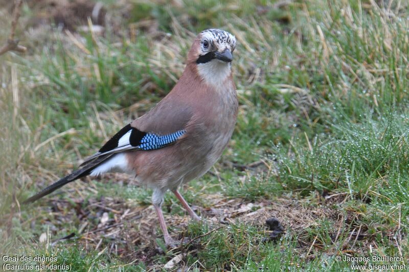 Eurasian Jay