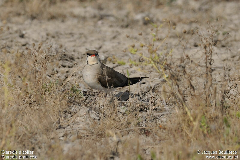 Collared Pratincoleadult breeding