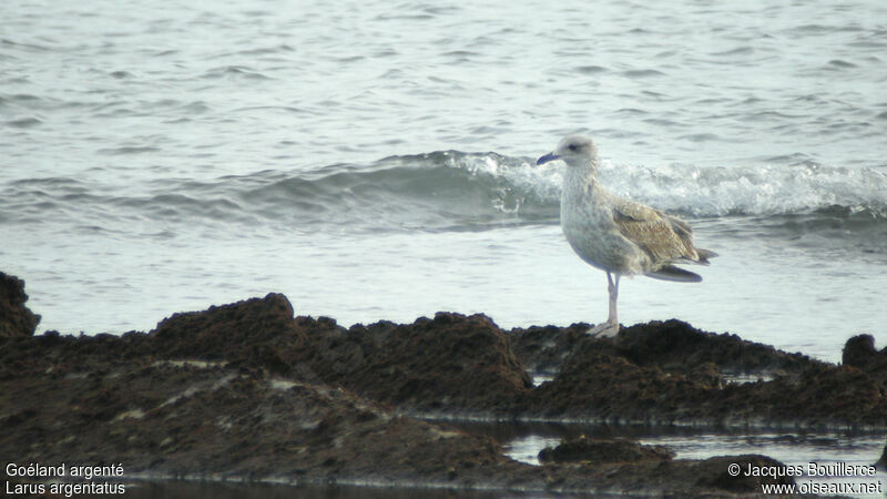 European Herring Gull