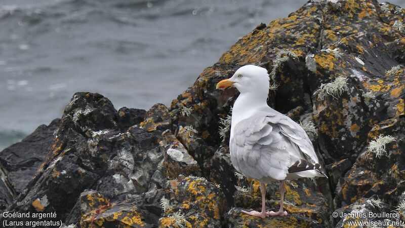 European Herring Gull