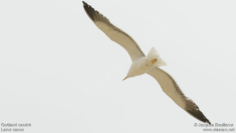 Common Gull