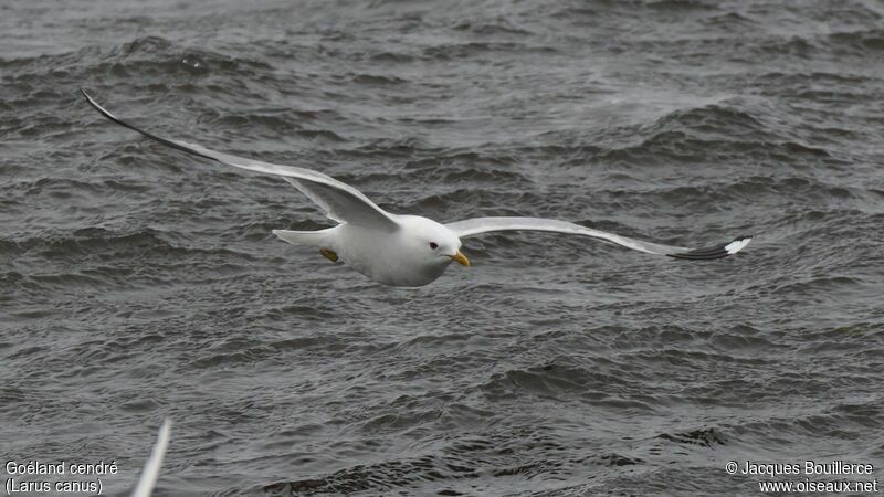 Common Gull